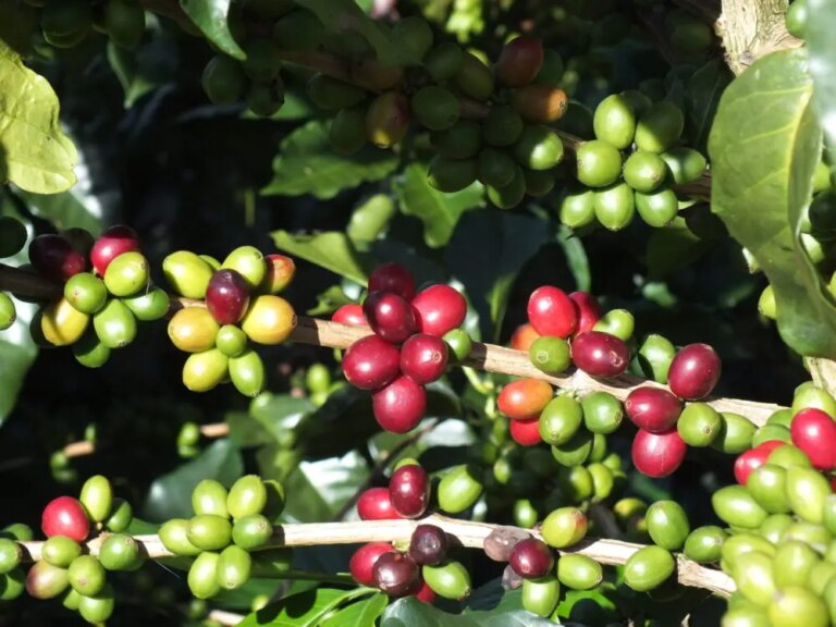 Ripe cherries on a coffee tree branch in the Huila region of Colombia.