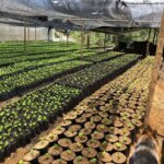 Coffee tree seedlings growing at La Fantasia coffee farm in Cauca region of Colombia.