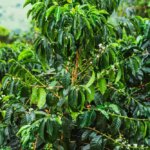 Coffee cherries on a coffee tree