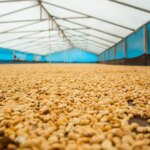 Washed coffee beans drying at Finca El Mirador in Huila Colombia