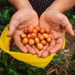 Hand picking ripe coffee cherries by farmer at Finca El Mirador Huila Colombia