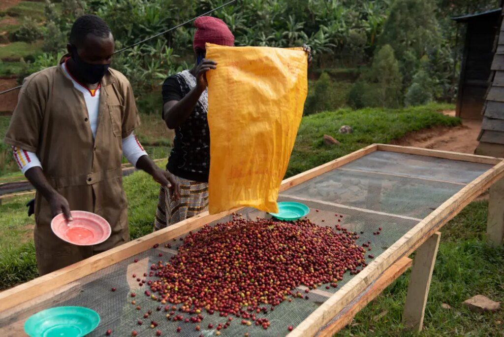 Coffee farmers spreading whole cherries on raised beds for processing in Rwanda