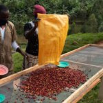 Coffee farmers spreading whole cherries on raised beds for processing in Rwanda