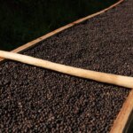 Natural process coffee beans drying on raised African bed spread in layers for clarity in cup profile