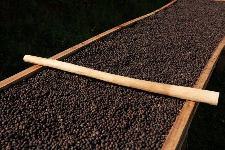 Natural process coffee beans drying on raised African bed spread in layers for clarity in cup profile