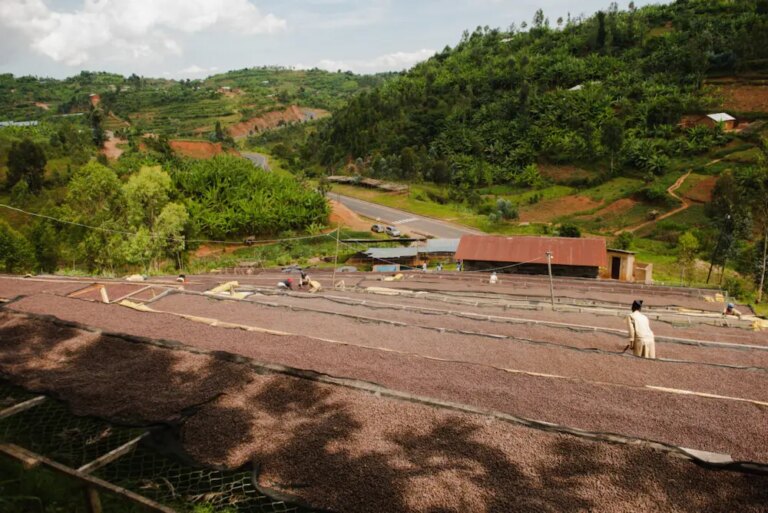 View of coffee cherries drying and Intango Washing Station in Rwanda