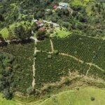 Aerial drone shot of La Fantasia Coffee Farm Colombia.
