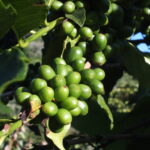 Unripe coffee cherries growing on tree