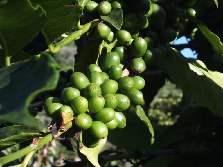 Unripe coffee cherries growing on tree at Finca Beti in Honduras