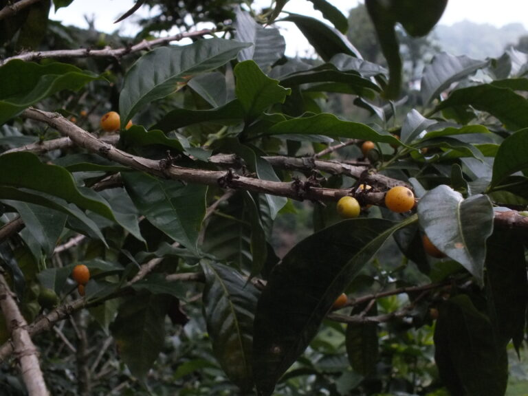 Coffee ripening on tree