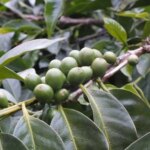 Unripe coffee cherries growing on tree