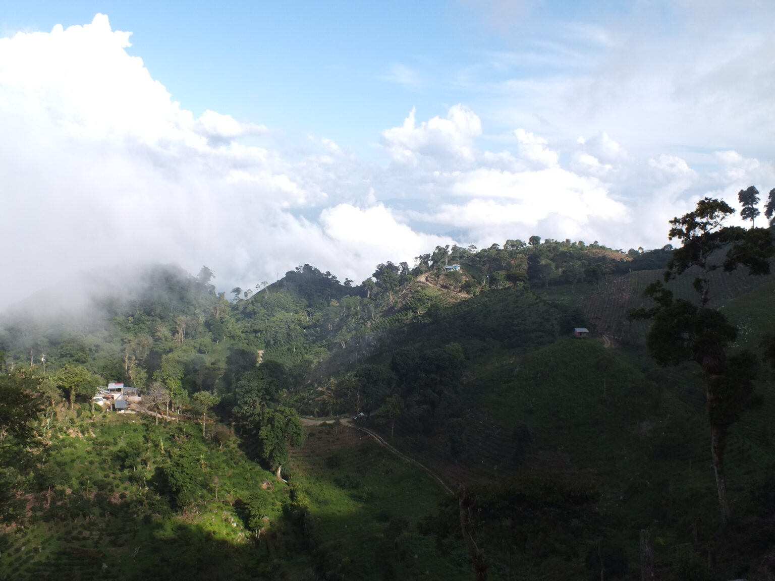 A mountainous view of coffee farm La Huerta owned by Jorge Lanza on the Santa Barbara Mountain