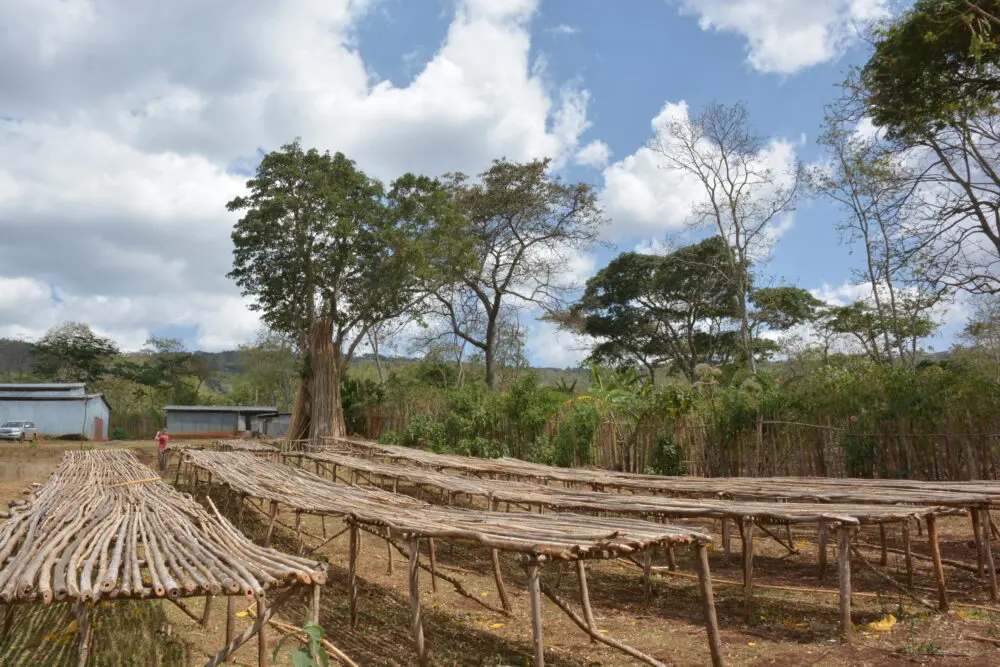 Raised African drying beds in Yirgacheffe Ethiopia