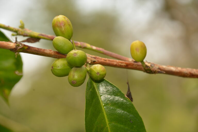 Green unripe coffee cherries on tree at Wush Wush washing station Keffa Ethiopia