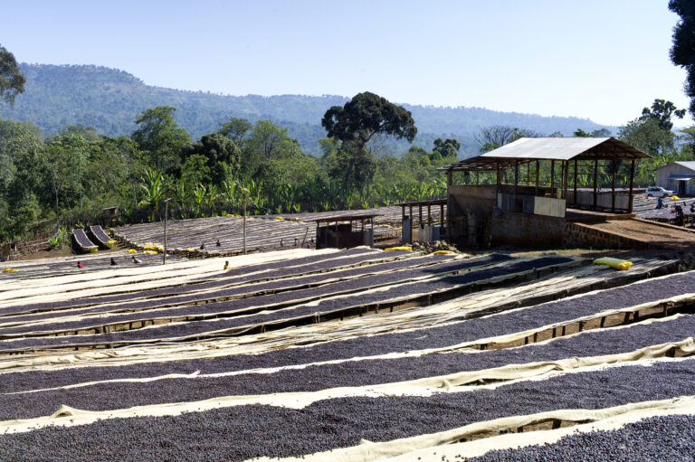 Natural process coffee cherries on raised drying beds at Chelelektu washing station ECX Yirgacheffe Ethiopia