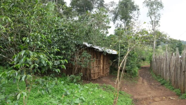 House and coffee trees in green forest at Korchere washing station Yirgacheffe Ethiopia