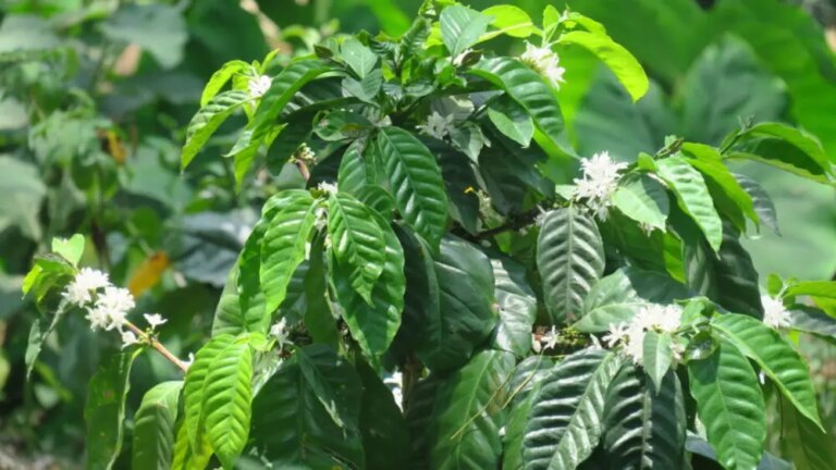 Flowering pacamara coffee tree at Finca Milaydi in El Salvador