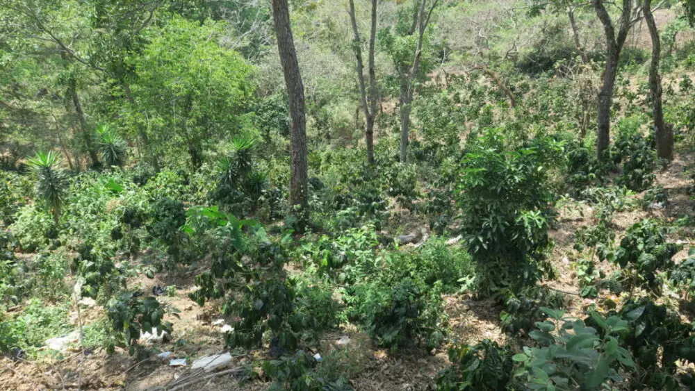 Pacamara coffee trees growing in the forest at Finca Milaydi in El Salvador