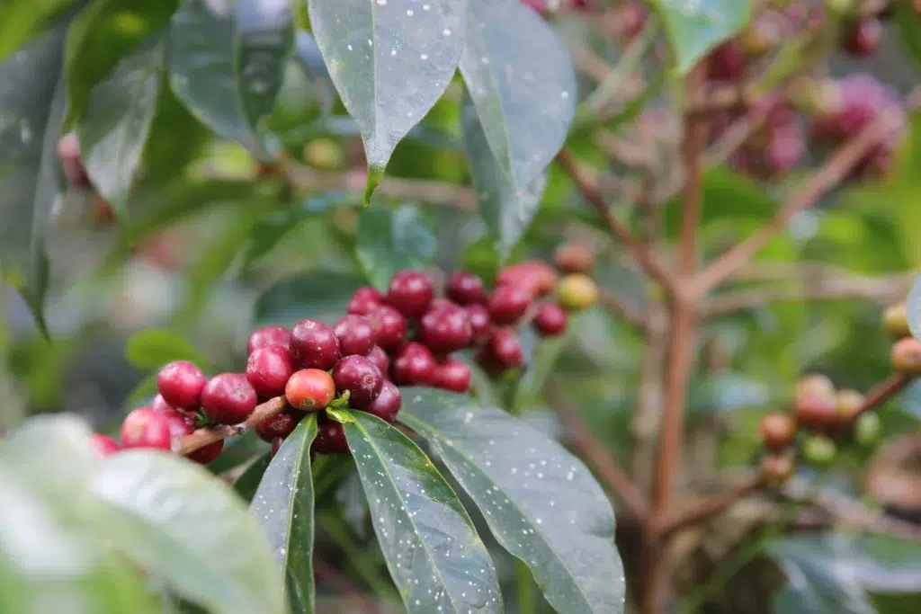Red ripe heirloom cherries on coffee tree in Ethiopia