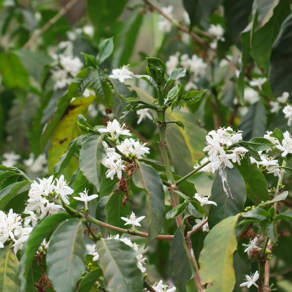 Specialty Coffee Blossom growing in Guji Hambela region Ethiopia