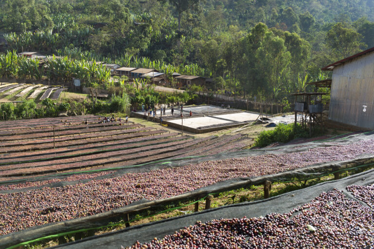 Workers and drying beds processing natural coffee at Kebele Aricha washing station Woreda Yirgacheffe