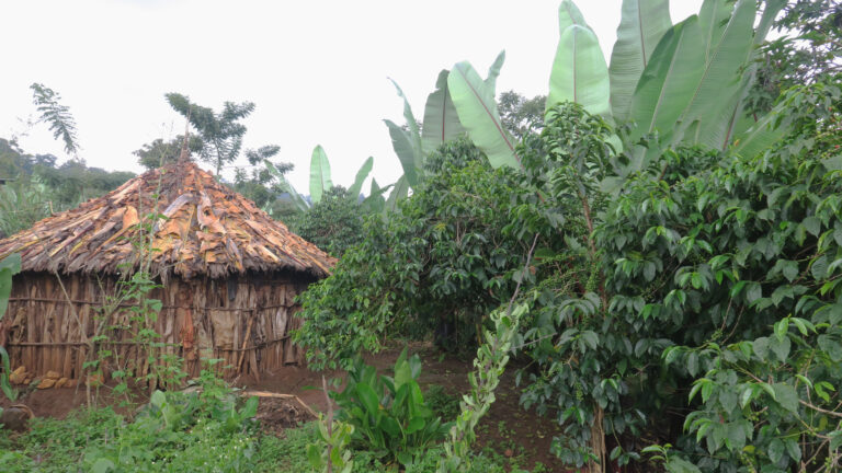 Building and coffee trees in green jungle at Konga Wete Webanchi washing station Ethiopia