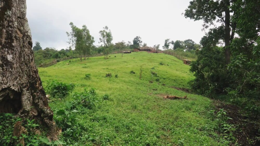 Green Coffee farm with heirloom varietals in Konga Yirgacheffe Ethiopia