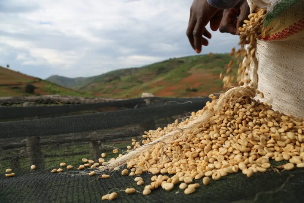 Producer spreading washed coffee beans on raised beds for drying with mountain backdrop