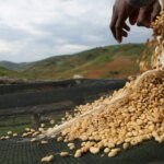 Producer spreading washed coffee beans on raised beds for drying with mountain backdrop