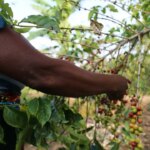 Farmer picking ripe coffee cherries from wild grown tree