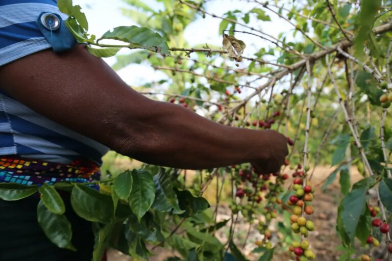 Farmer picking ripe coffee cherries from wild grown tree