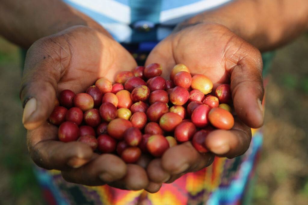 Project Origin – Specialty green coffee beans in Australia and worldwide.