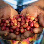 Hands holding coffee cherries at origin