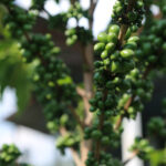 Unripe green coffee cherries on branches projecting upwards