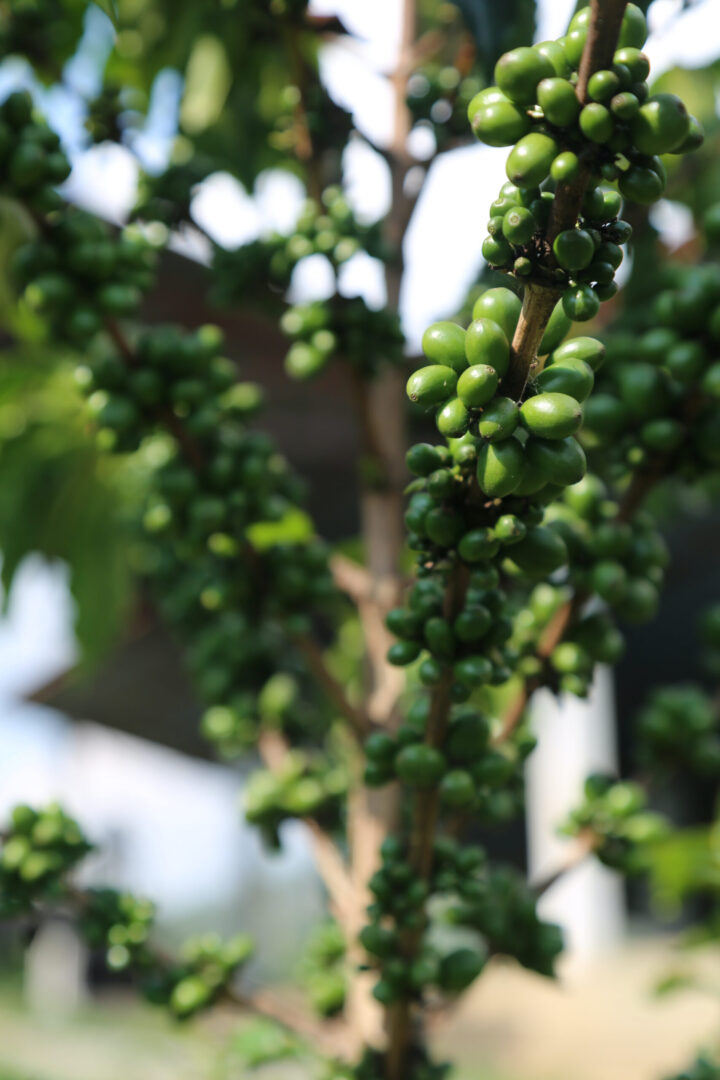 Unripe green coffee cherries on branches projecting upwards