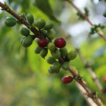 Red bourbon coffee cherries ripening on tree Rwanda