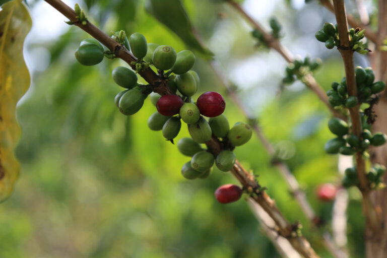 Wil red bourbon coffee cherries ripening on tree Rwanda