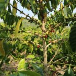 Coffee cherries growing on a tree