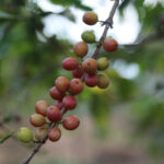 Ripening coffee cherries wild variety on tree