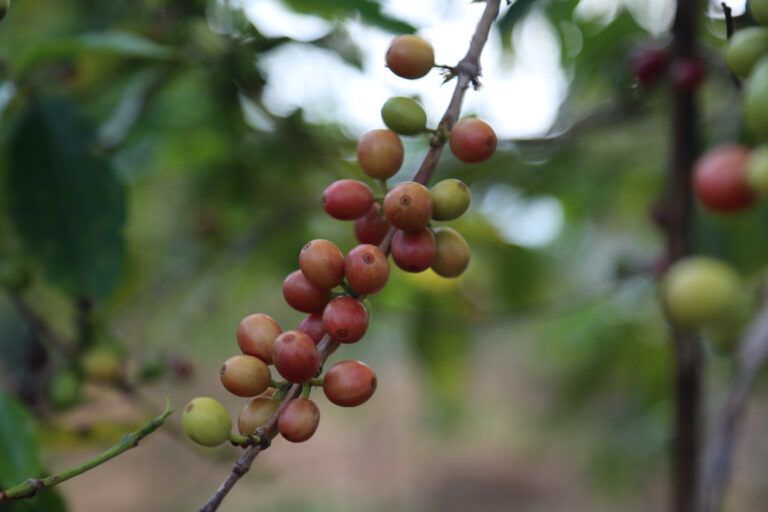 Ripening coffee cherries wild variety on tree in Chinga located in Nyeri county of Kenya