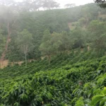 View across coffee trees planted along the mountains of Finca Androz Honduras