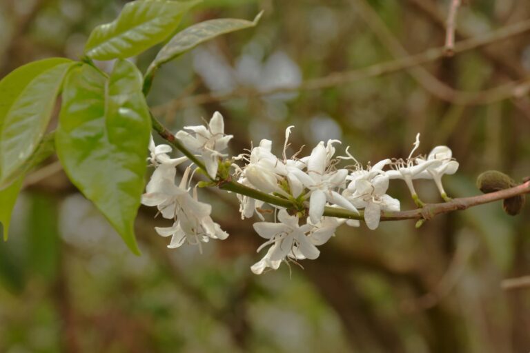 Flowering white jasmine coffee tree in Shakisso Ethiopia