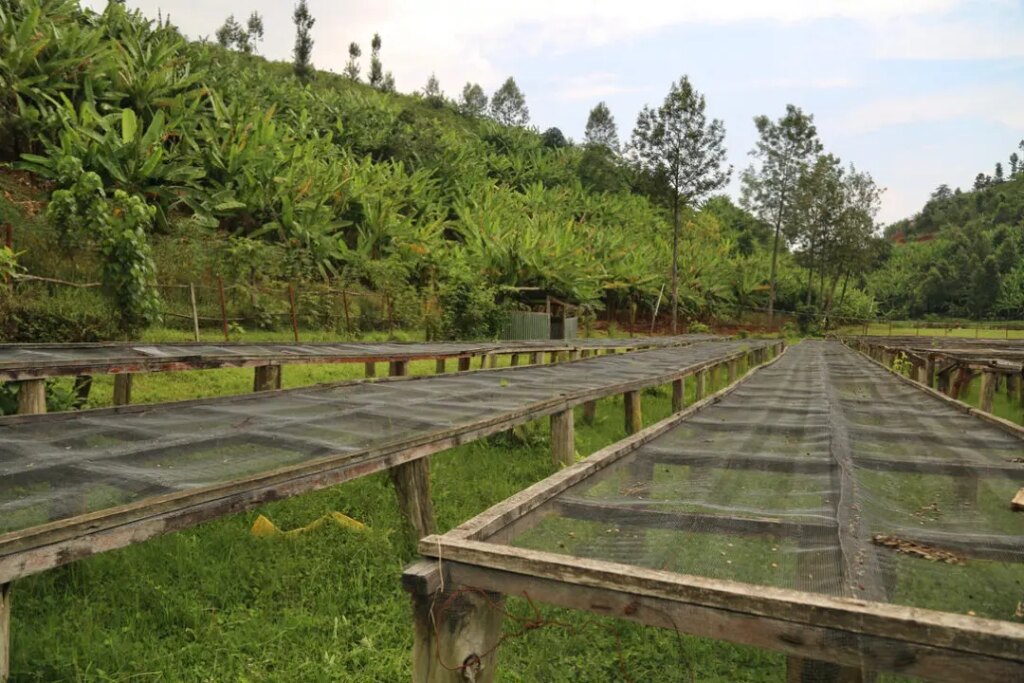 Empty raised drying beds ready for processing coffee beans in Gatare washing station Rwanda