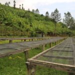 Empty raised drying beds ready for processing coffee beans in Gatare washing station Rwanda