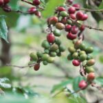 Various stages of ripeness in coffee cherries red bourbon varietal growing on a wild coffee tree in the natural forest