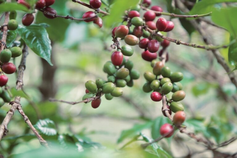 Various stages of ripeness in coffee cherries red bourbon varietal growing on a wild coffee tree in the natural forest