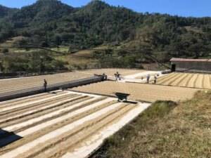 Washed coffee drying on patios used for processing coffee Ayarza Regional blend