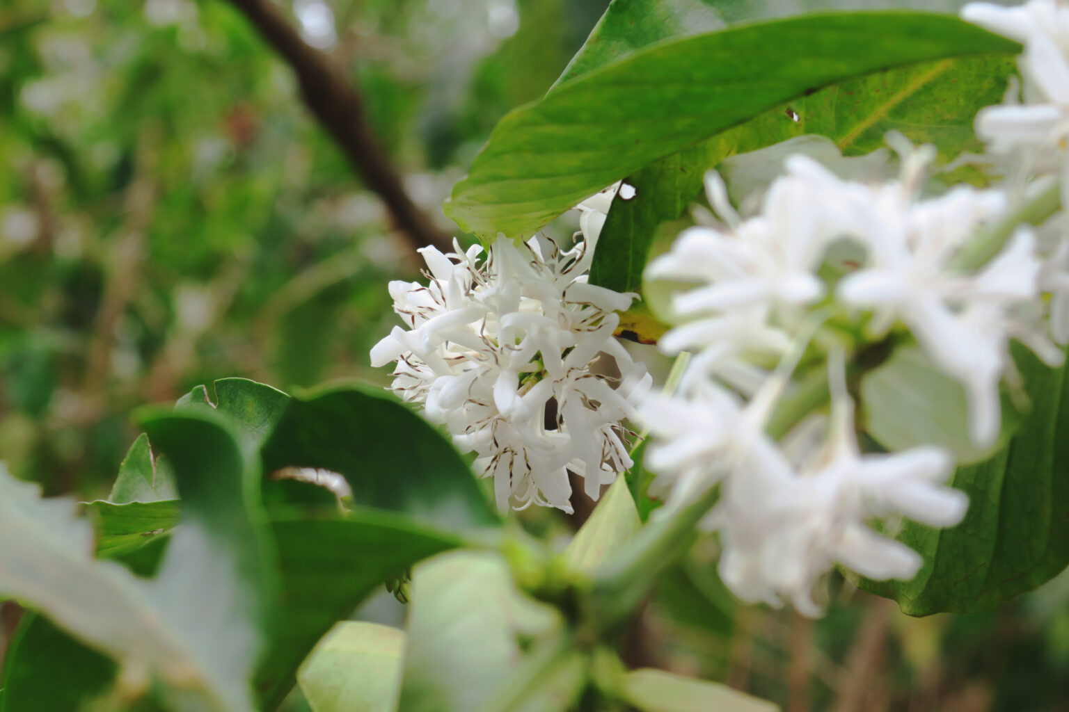 Coffee blossoms on a tree flowering in Ethiopia
