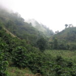 Landscape covered in coffee trees at Sasa Sestic barista champion's farm Finca Beti in Honduras