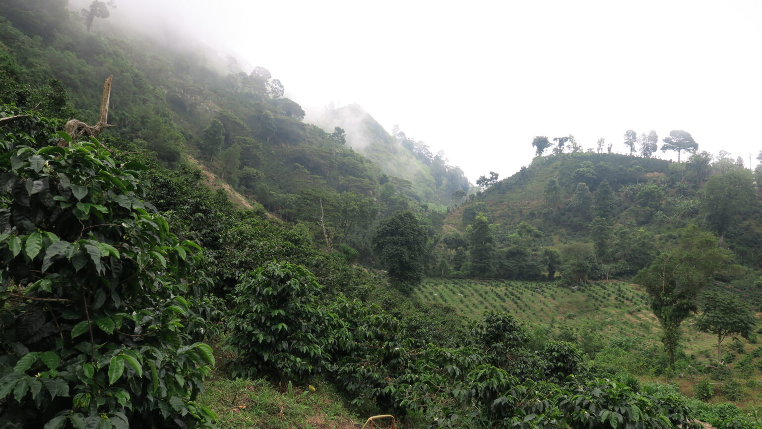 Landscape covered in coffee trees at Sasa Sestic barista champion's farm Finca Beti in Honduras